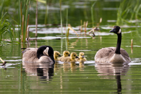 Four goslings swim in the water with their parents.