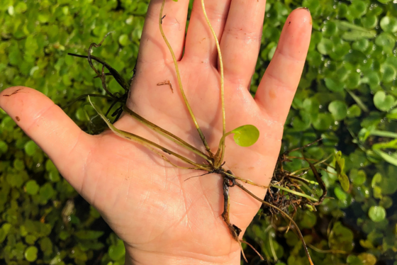 Invasive aquatic species plant, European frog-bit, is shown in someone's hand.