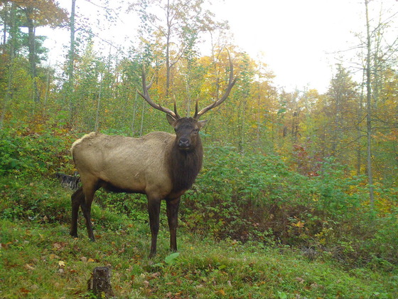 A bull elk stands along a line of shrubs at the edge of a forest.