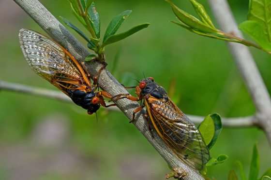 Two cicadas, with brown wings, black bodies and red eyes climb toward each other on a tree branch. 