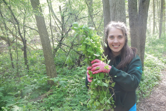 A volunteer holds an armful of pulled invasives up to the camera. 