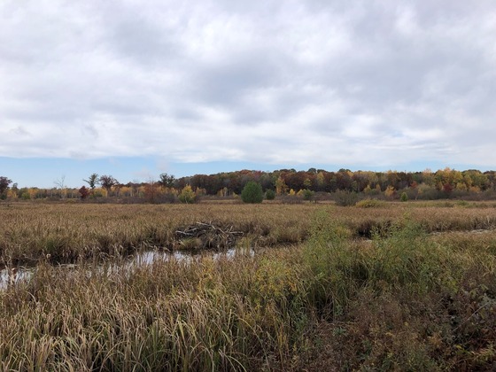 A creek running through dried cattails at the Sandhill Wildlife Area. 