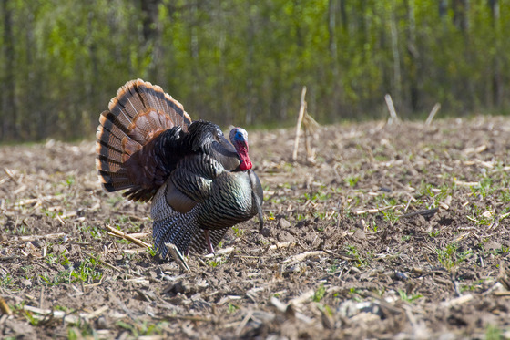 wild turkey in a field with forest in the background