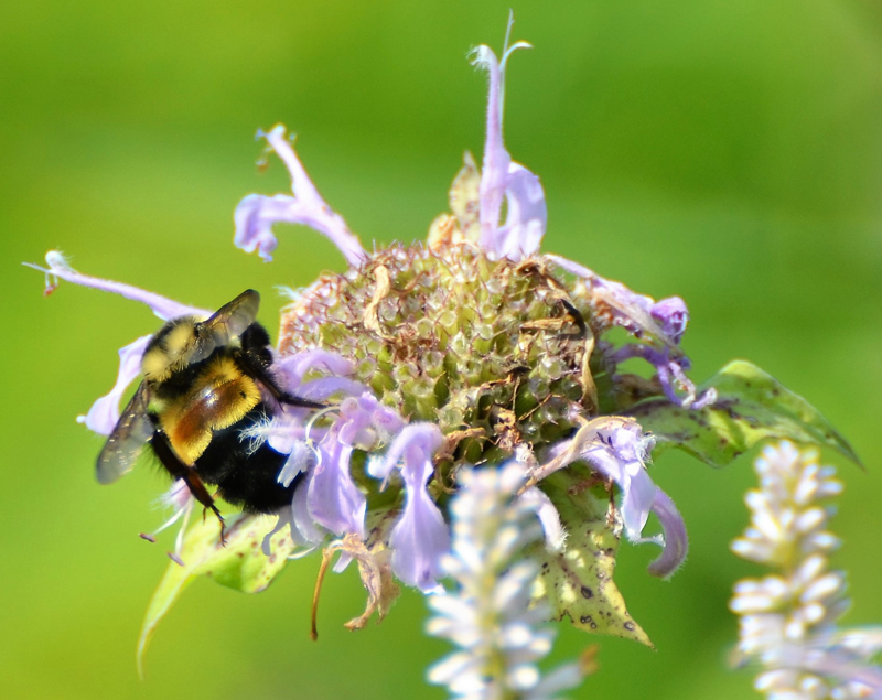 rusty patched bumble bee on a purple flower