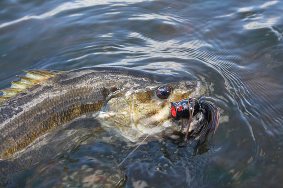 A smallmouth bass surfaces with a popper hooked in the side of its mouth. 