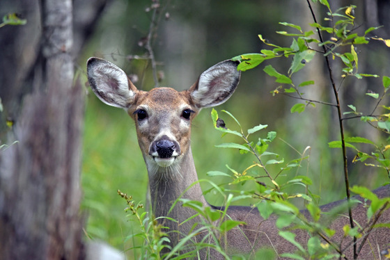 An antlerless white-tailed deer looking at the camera while standing in a heavily wooded area. 