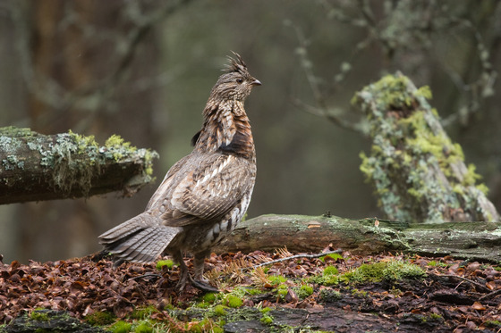 a ruffed grouse in the woods