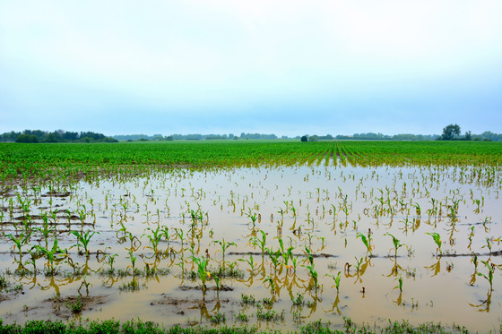 A flooded field with knee-high corn growing in dirty water.