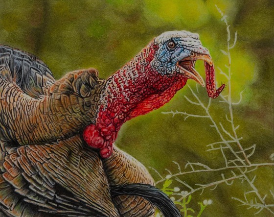 A close-up painting shows the colorful plumage of a tom turkey as it gobbles. 