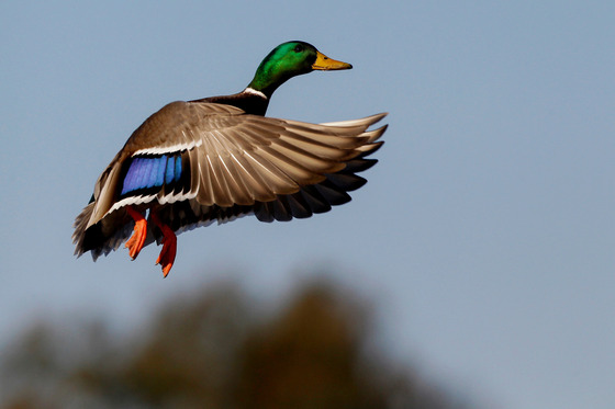 A close-up of a drake mallard with a vibrant green head flies through the air. 