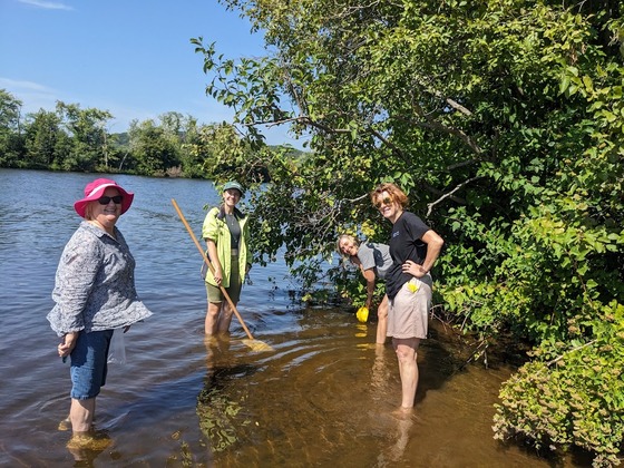 A group of people wade through shin-deep water with nets, searching for invasive species. 