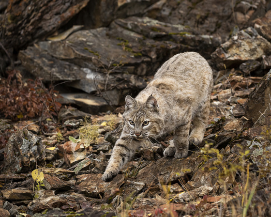 bobcat on wet rocks with colored leaves