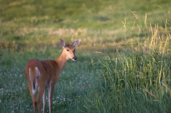 a young white tailed doe looking back in a field with grass in her mouth