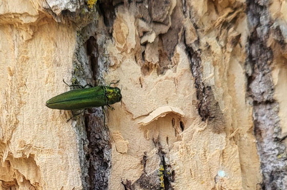 A close-up of a bright green emerald ash borer beetle on a tree. 