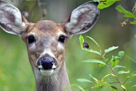 A close-up of a whitetail deer looking directly at the camera.