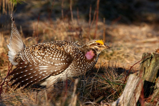 A sharp-tailed grouse looks at the camera.