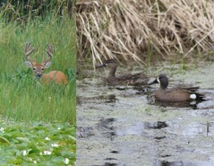 Ducks and Buck