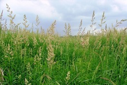 Reed Canary Grass