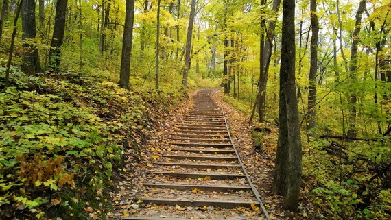 Wooden stairs through a forest