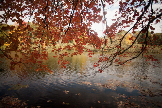 Tree hanging over a lake durring fall