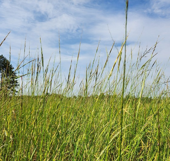 A bed of tall wild rice beneath a blue sky dotted with white clouds. 