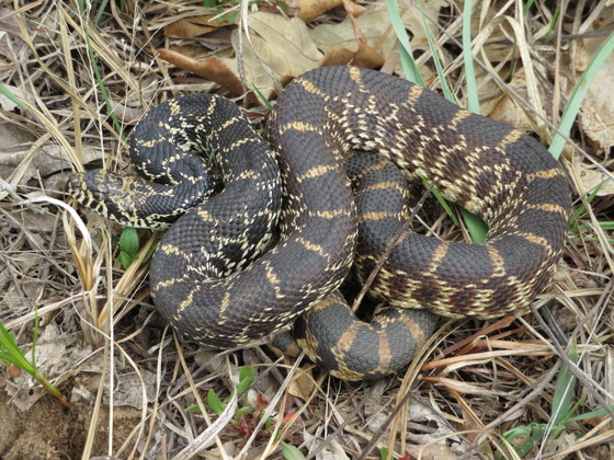 A gophersnake, a brown snake with white bars along its body, sits atop a pile of dried leaves and grass.