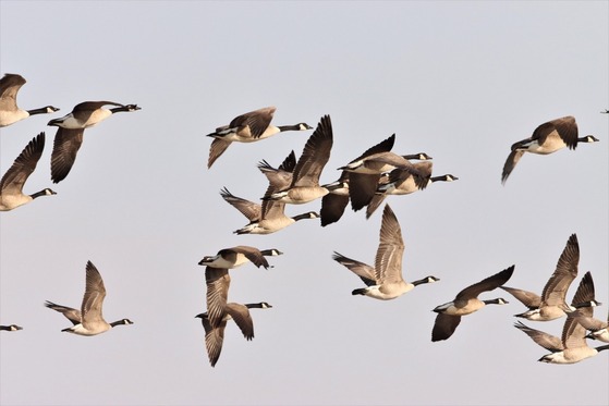 A flock of Canada geese flying through the air. 