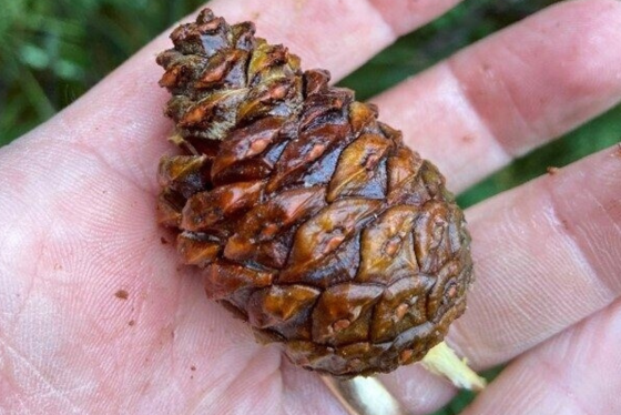 A pine cone close up, held in the palm of someone's hand.