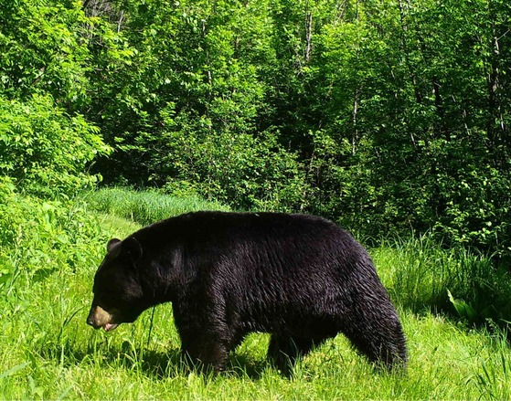 A large black bear walks through a field of tall grass on a sunny day.