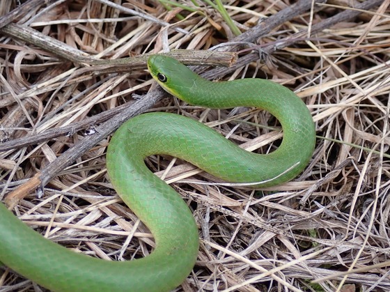 A small green snake slithers across the ground on top of dead grass and twigs.