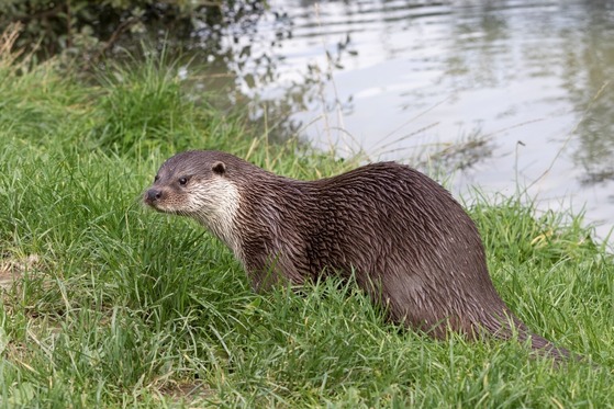 An otter stands on a grassy bank alongside a body of water. 