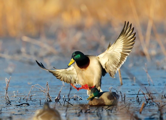 a duck flying out of the water nera vegetation