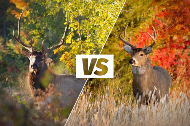 A graphic that depicting the visual difference between elk and deer, featuring an image of each animal. 