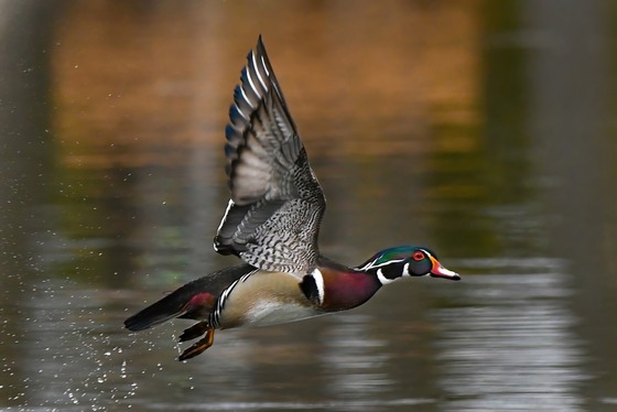 A woodduck flies over a lake. 