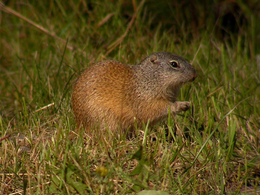 a side view of a Franklin's Ground Squirrel standing in grass