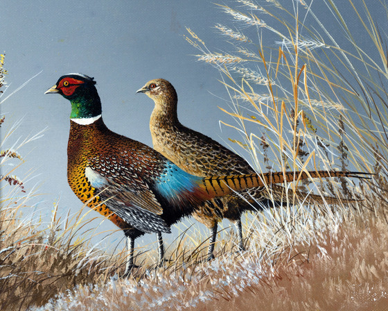 art showing two pheasants on a grassy landscpape