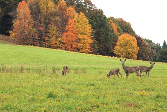 Deer standing in a green field before a forest during fall. 