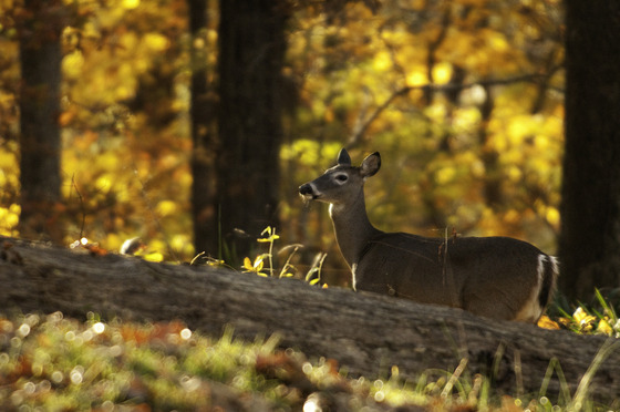 A white-tailed doe stands by a downed tree in a fall forest.