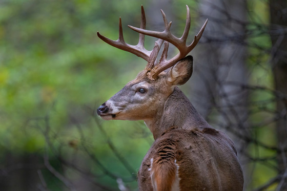 A large white-tailed buck turns its head back toward the foreground. Its antlers are clearly displayed above its head.