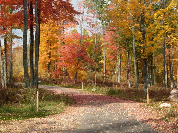 A path through trees with red and yellow leaves