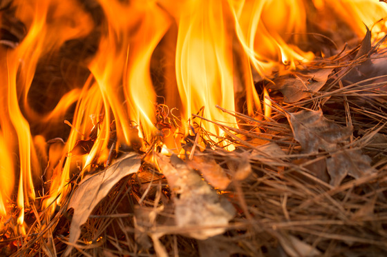 up-close view of a fire burning pines and leaves on a forest floor