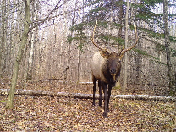 A bull elk walks through the woods over fallen, brown leaves.