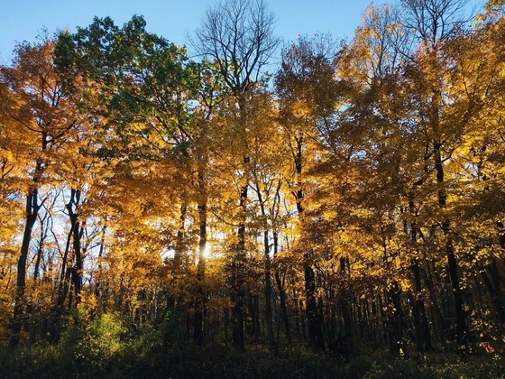 The sun sets through trees showing off impressive fall foliage of orange and red.