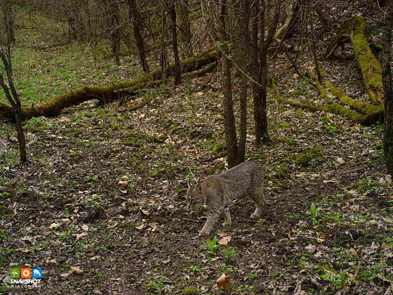 A bobcat walks along a game trail on the forest floor. 