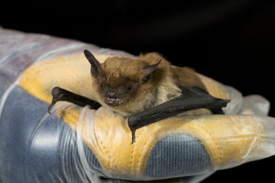 A bat is held in someone's gloved hand.