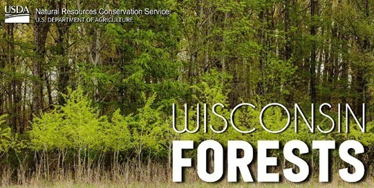 Wisconsin Forests