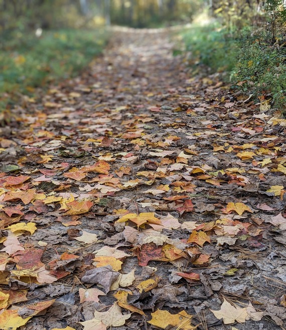 A leaf-covered hiking trail disappears into the forest in the distance.