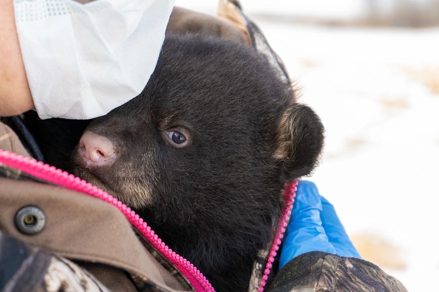 black bear cub being held in the coat of someone wearing a mask