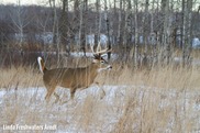Buck Running