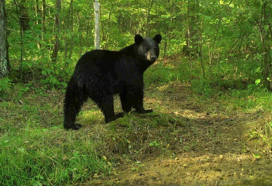 A black bear stands in a forested clearing.